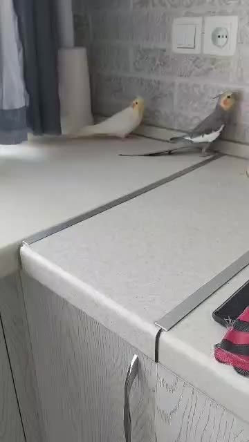 سینامون سخنگو باهوش هنرمند|پرنده|تهران, بهار|دیوار