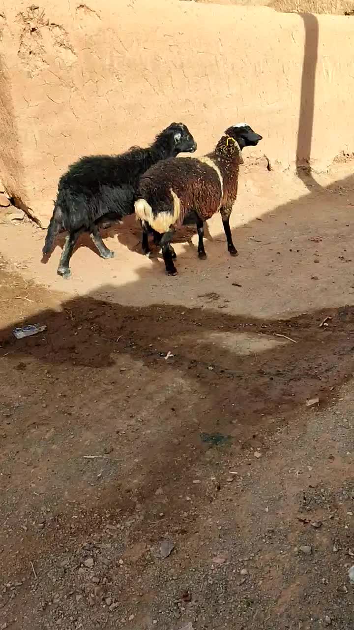 بره قوچ قره چال|حیوانات مزرعه|تربت جام, جلگه موسی آباد|دیوار