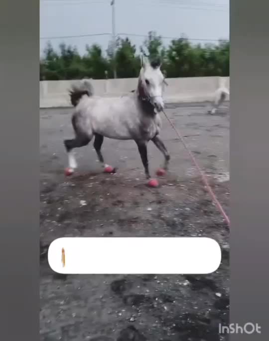 نریون عرب مصری|اسب و تجهیزات اسبسواری|مشهد, شهرک صنعتی توس|دیوار