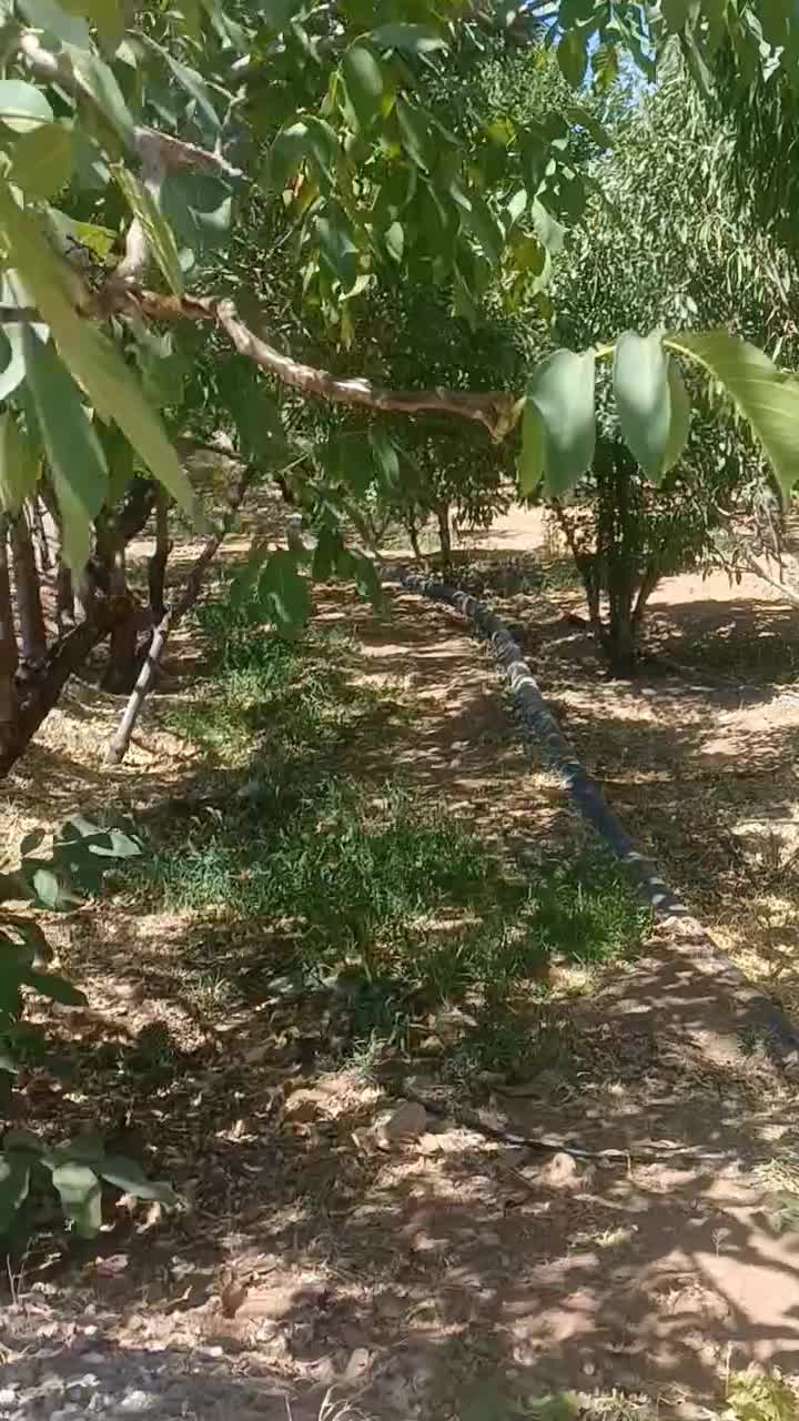 باغ بادام|فروش دفتر صنعتی، کشاورزی، تجاری|بن, |دیوار