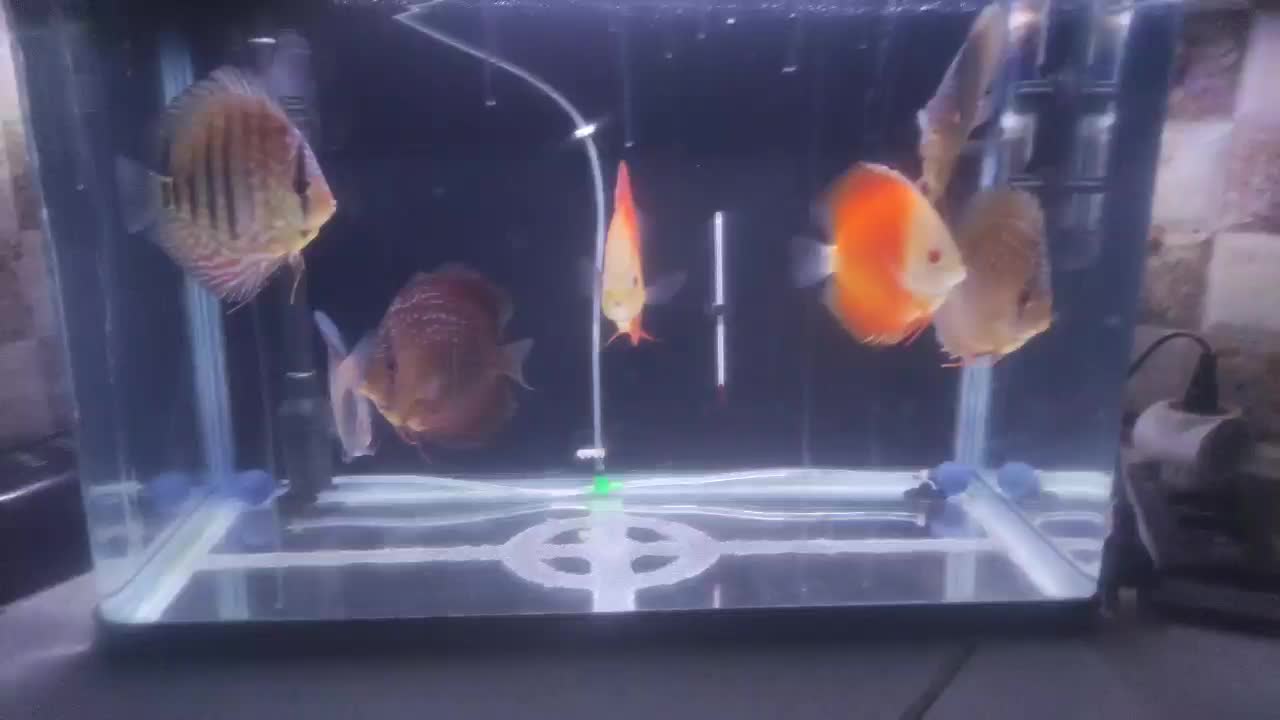 دیسکس نژاد خاص|ماهی|مشهد, هفده شهریور|دیوار