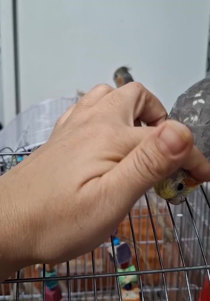 عروس هلندی نر آهویی|پرنده|شاهرود, |دیوار