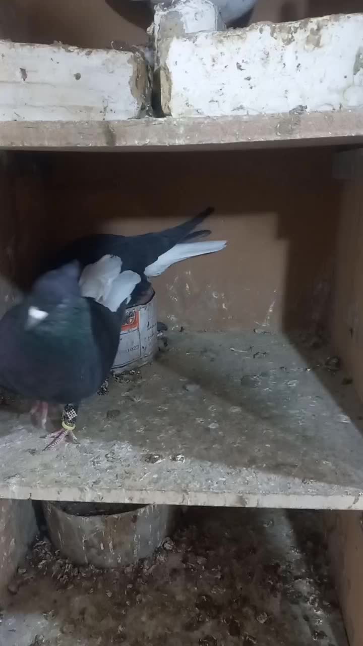 کبوتر دم سفید|پرنده|سبزوار, هویزه|دیوار