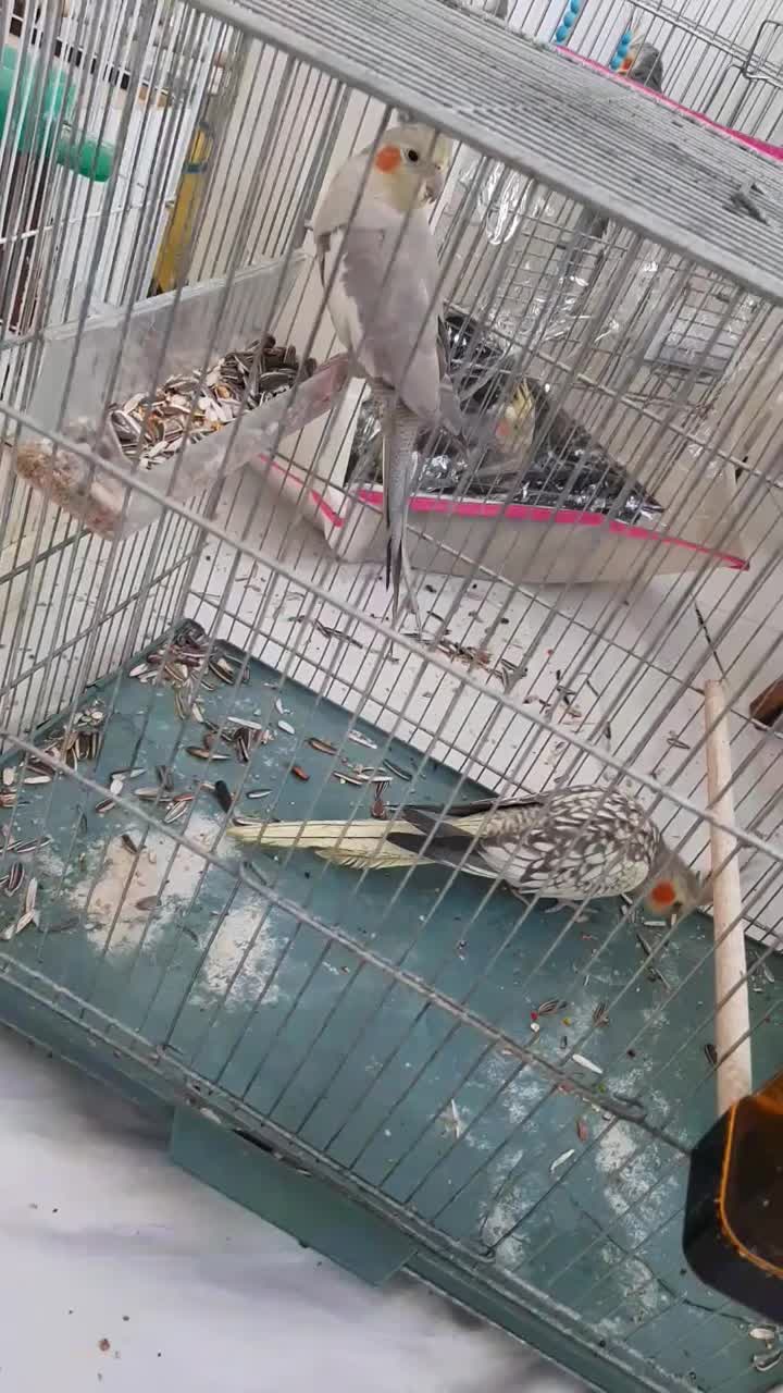 عروس هلندی شیطون بلا|پرنده|شیراز, شهرک پرواز|دیوار