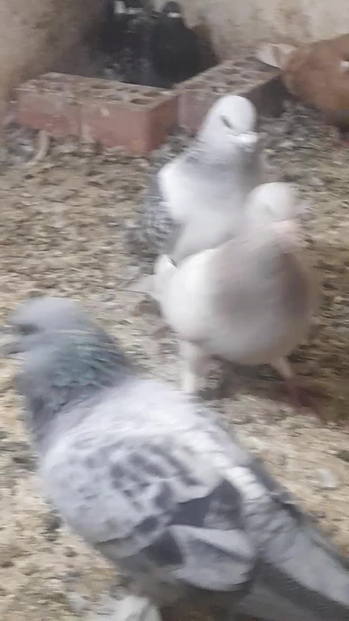 فروش جفت کلاغ بدرنگ|پرنده|کرمان, |دیوار