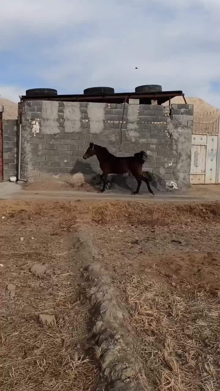 مادیون فروش|اسب و تجهیزات اسبسواری|مبارکه, |دیوار