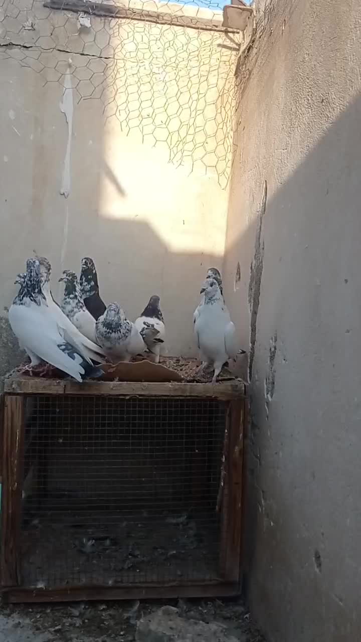 کبوتر کاشونی پرشی|پرنده|پیر بکران, |دیوار