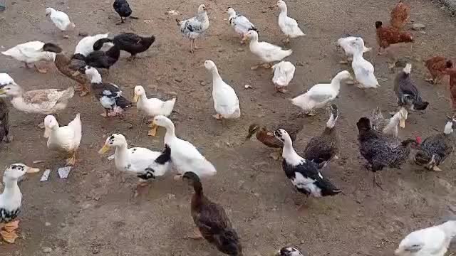 اردک و مرغ|حیوانات مزرعه|گوراب زرمیخ, |دیوار