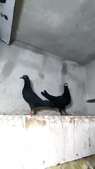 یک جفت زاغ مسافتی|پرنده|تهران, اوین|دیوار