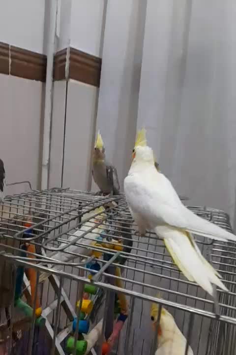 عروس هلندی دستی|پرنده|تاکستان, |دیوار