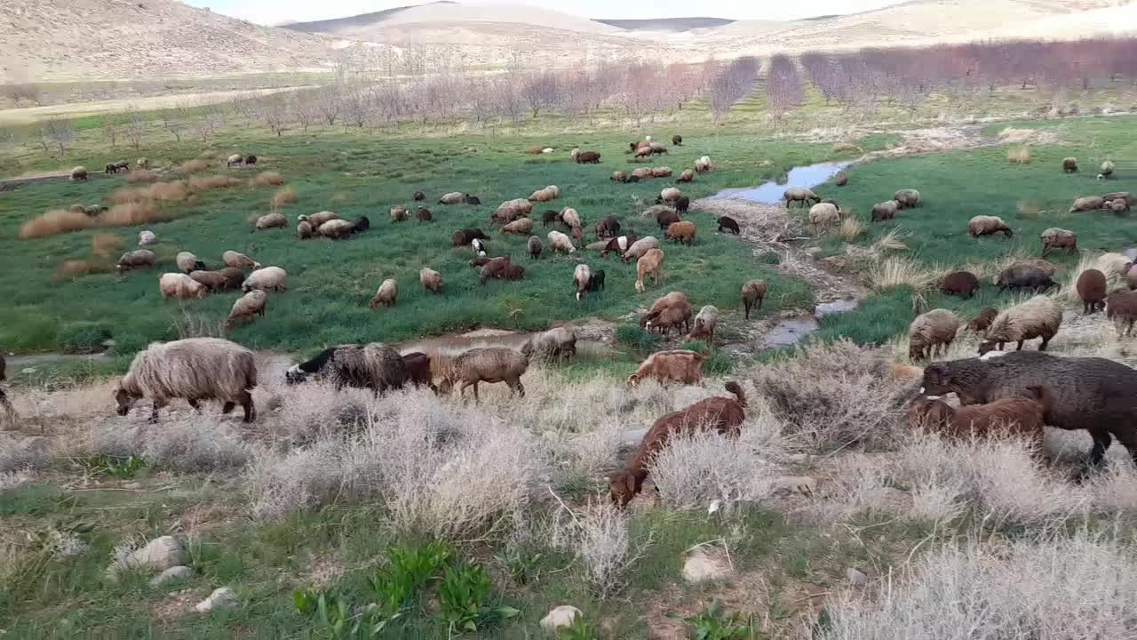 گوسفنده داشتی با بره ۵۰جفت|حیوانات مزرعه|پادنا علیا, |دیوار