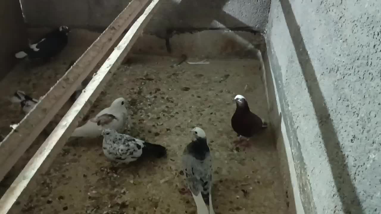 کفتر یا کبوتر|پرنده|مشکیندشت, |دیوار