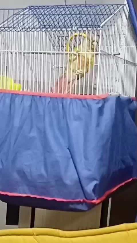 طوطی گرینچیک رودان|پرنده|رودان, |دیوار