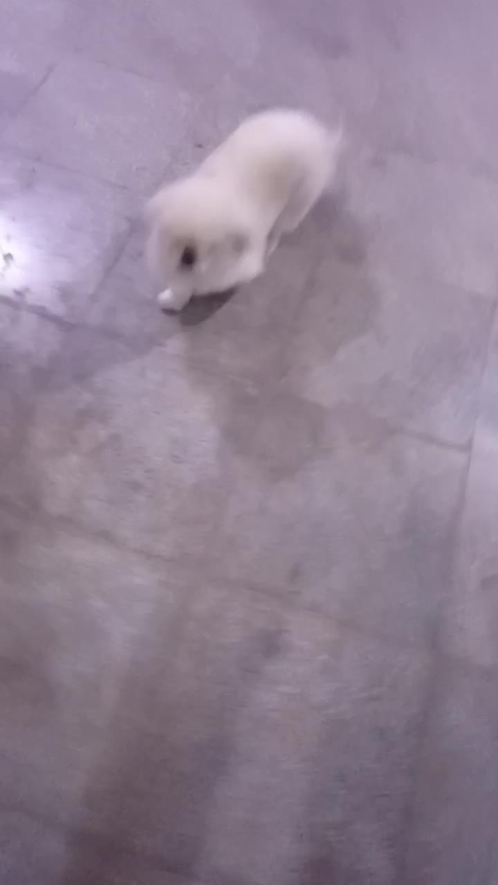 واگذاری سگ نر|سگ|پردیس, فاز ۱۱|دیوار