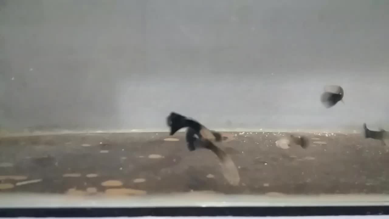 ماهی گپی کوپی مولدو بچه|ماهی|مشهد, امیر المومنین|دیوار