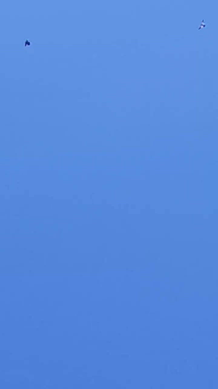 کبوتر بلند پرواز|پرنده|سیرجان, |دیوار