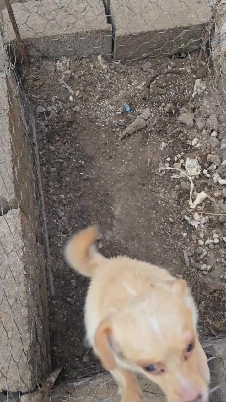 اشپیتز پامر  ماده|سگ|رشت, جانبازان|دیوار