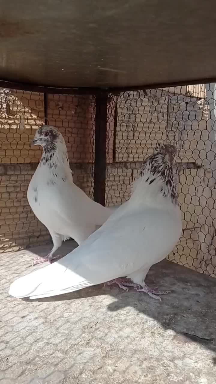 کبوتر|پرنده|میبد, |دیوار