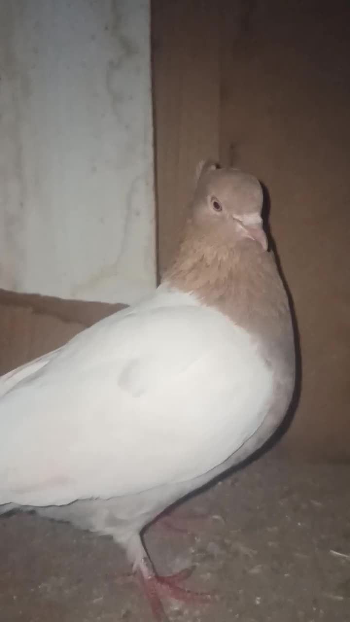 کفتر نقش|پرنده|سده (خراسان جنوبی), |دیوار