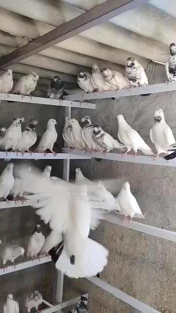 کفتر یکجا|پرنده|قنوات, |دیوار