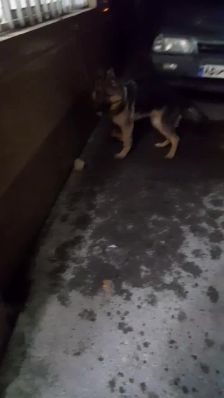 ژرمن ورک اصیل|سگ|محمدشهر, ولدآباد|دیوار