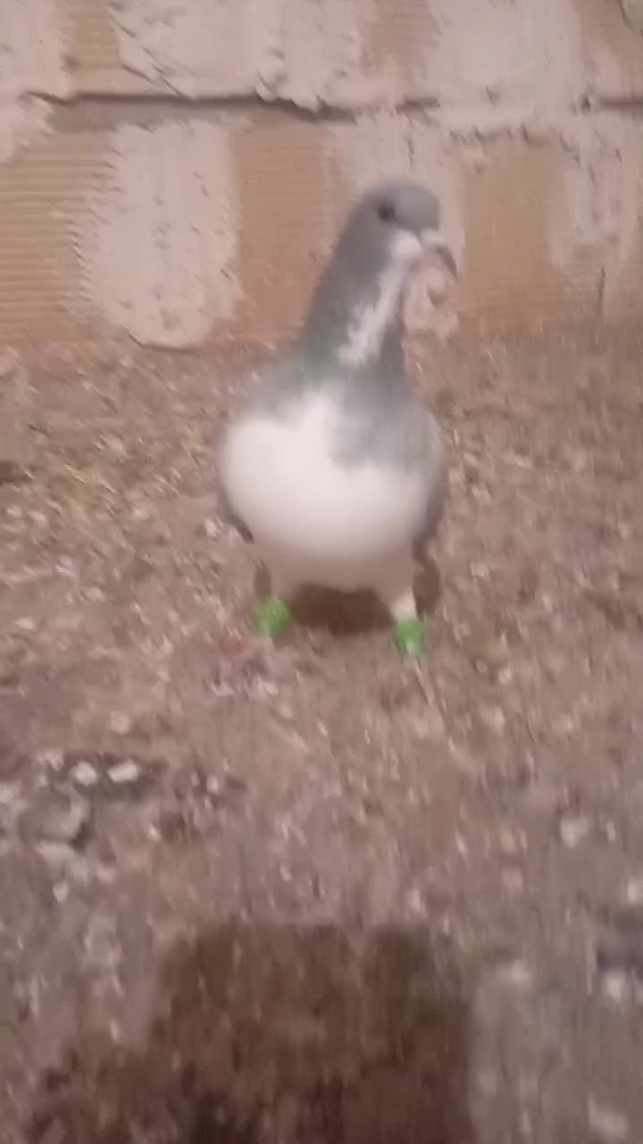 بدرنگ|پرنده|قزوین, |دیوار