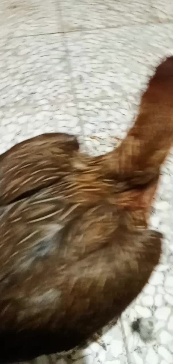 مرغ لاری افغان اصیل|حیوانات مزرعه|تاکستان, |دیوار