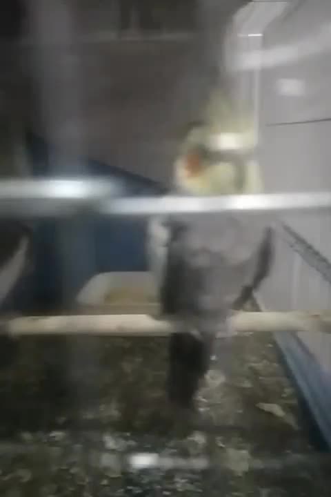 عروس لوتینو|پرنده|شیراز, کوشک میدان|دیوار