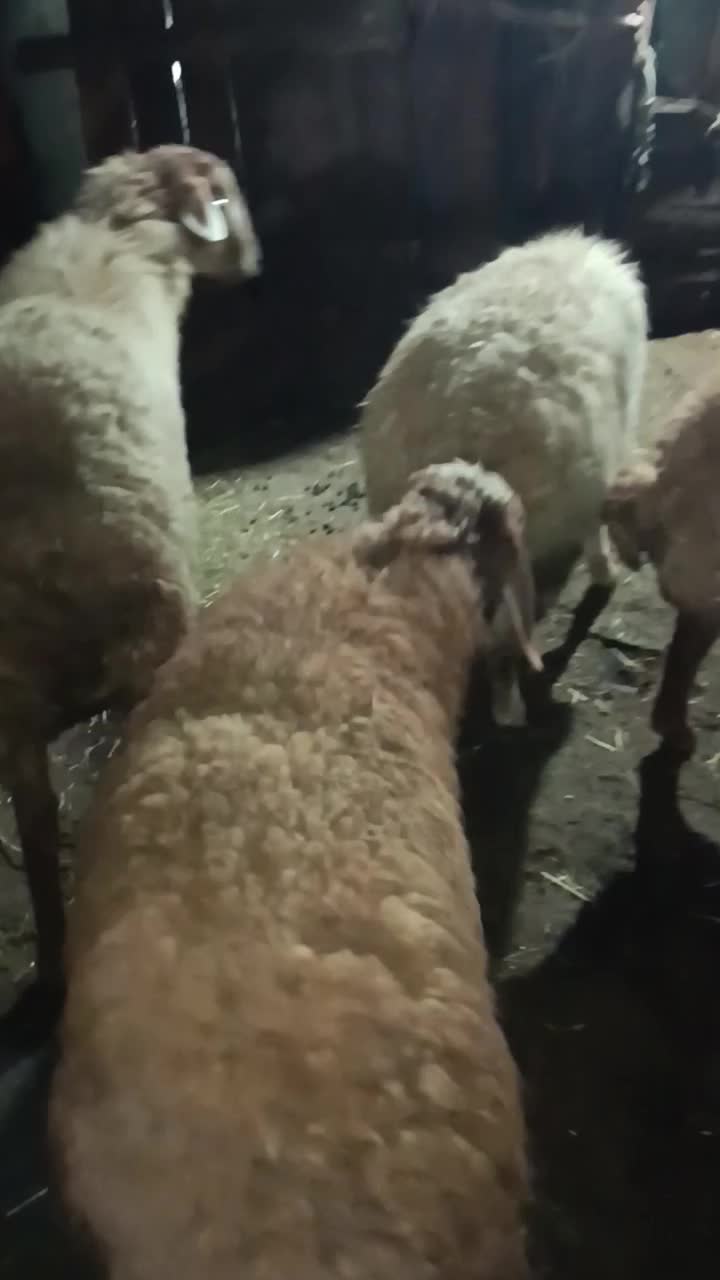 برهنرماده11عدد|حیوانات مزرعه|ثمرین, |دیوار