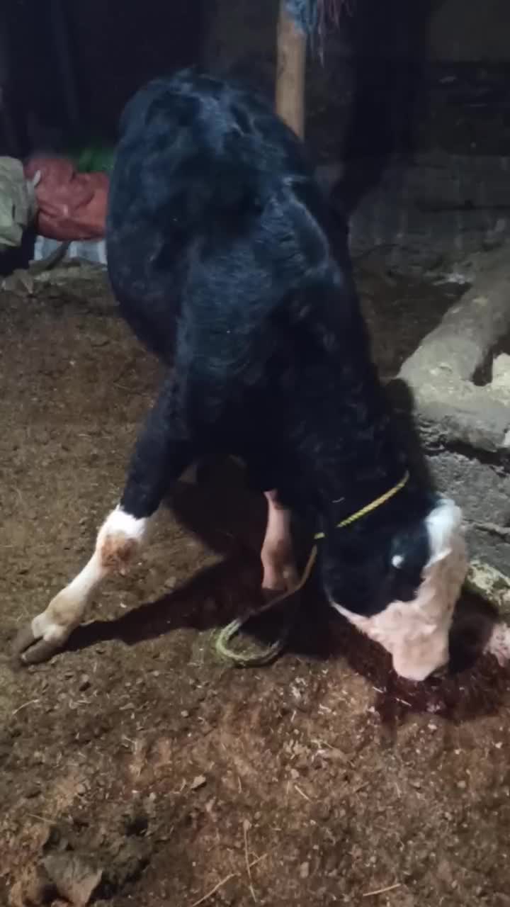 یک راس گوساله نر سیمینتال|حیوانات مزرعه|لیلان, |دیوار