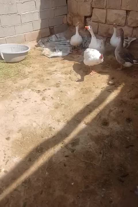 غاز|حیوانات مزرعه|کوهدشت, |دیوار