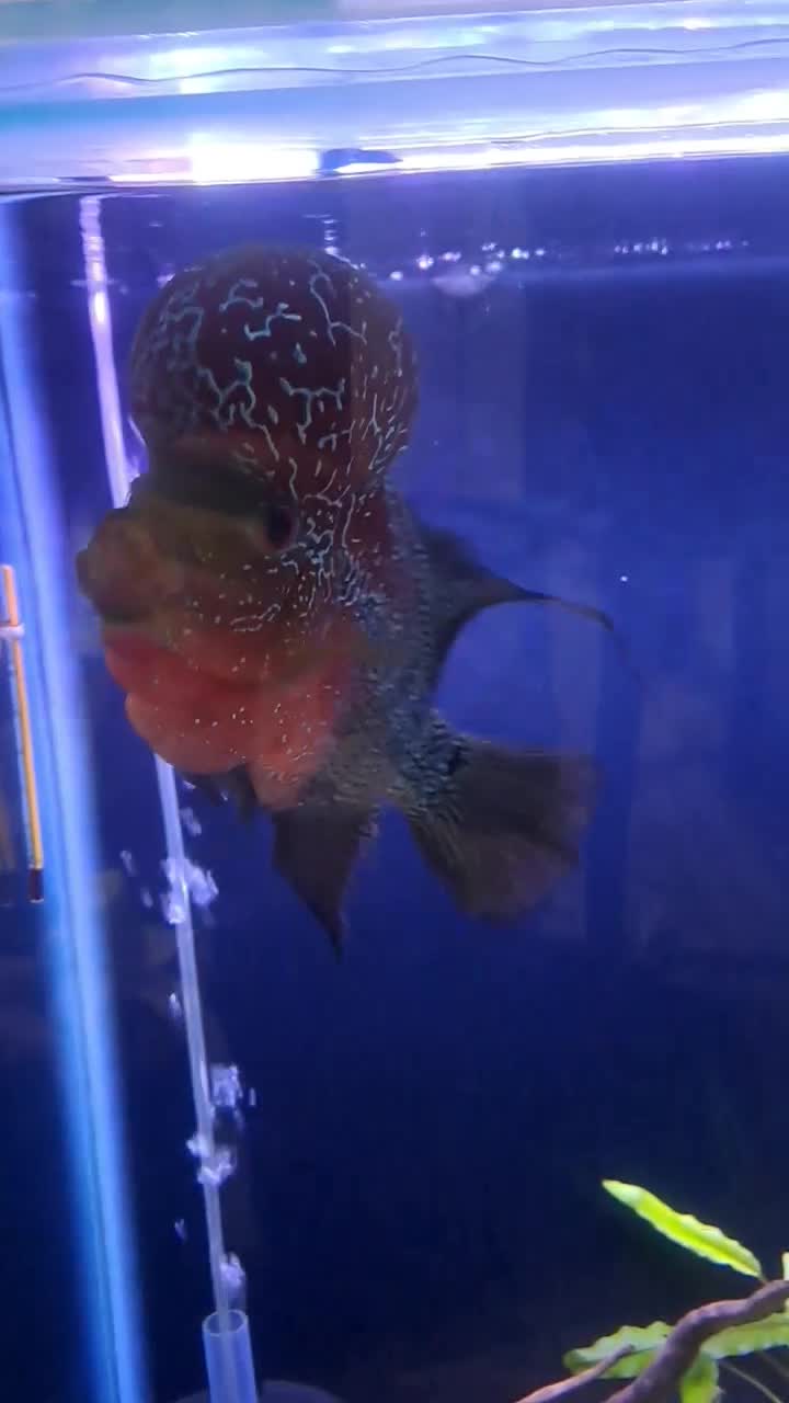 ماهی فلاور هورن|ماهی|تبریز, |دیوار