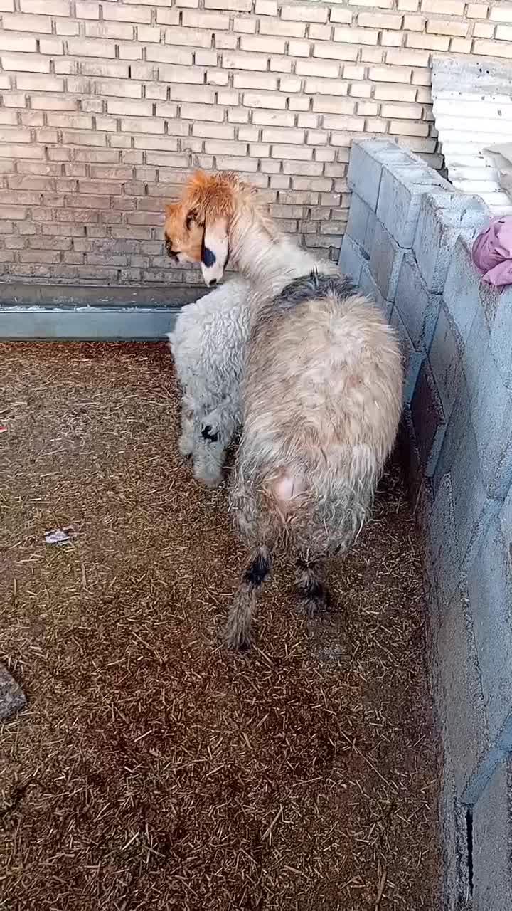 میش و بره|حیوانات مزرعه|گتوند, |دیوار