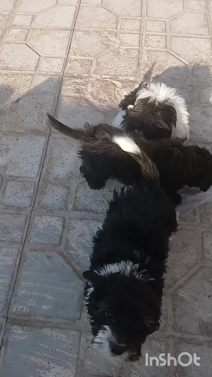 سگ شیتزو|سگ|رفسنجان, |دیوار