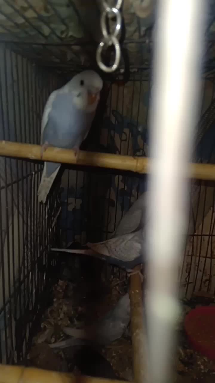 ۴ تا مرغ عشق|پرنده|قم, باغ شازده|دیوار