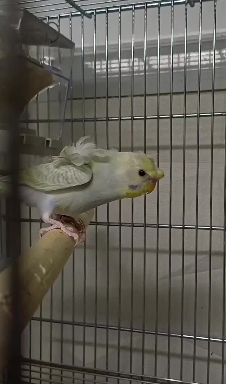 مرغ عشق رینبو پروانه ای|پرنده|بابل, |دیوار