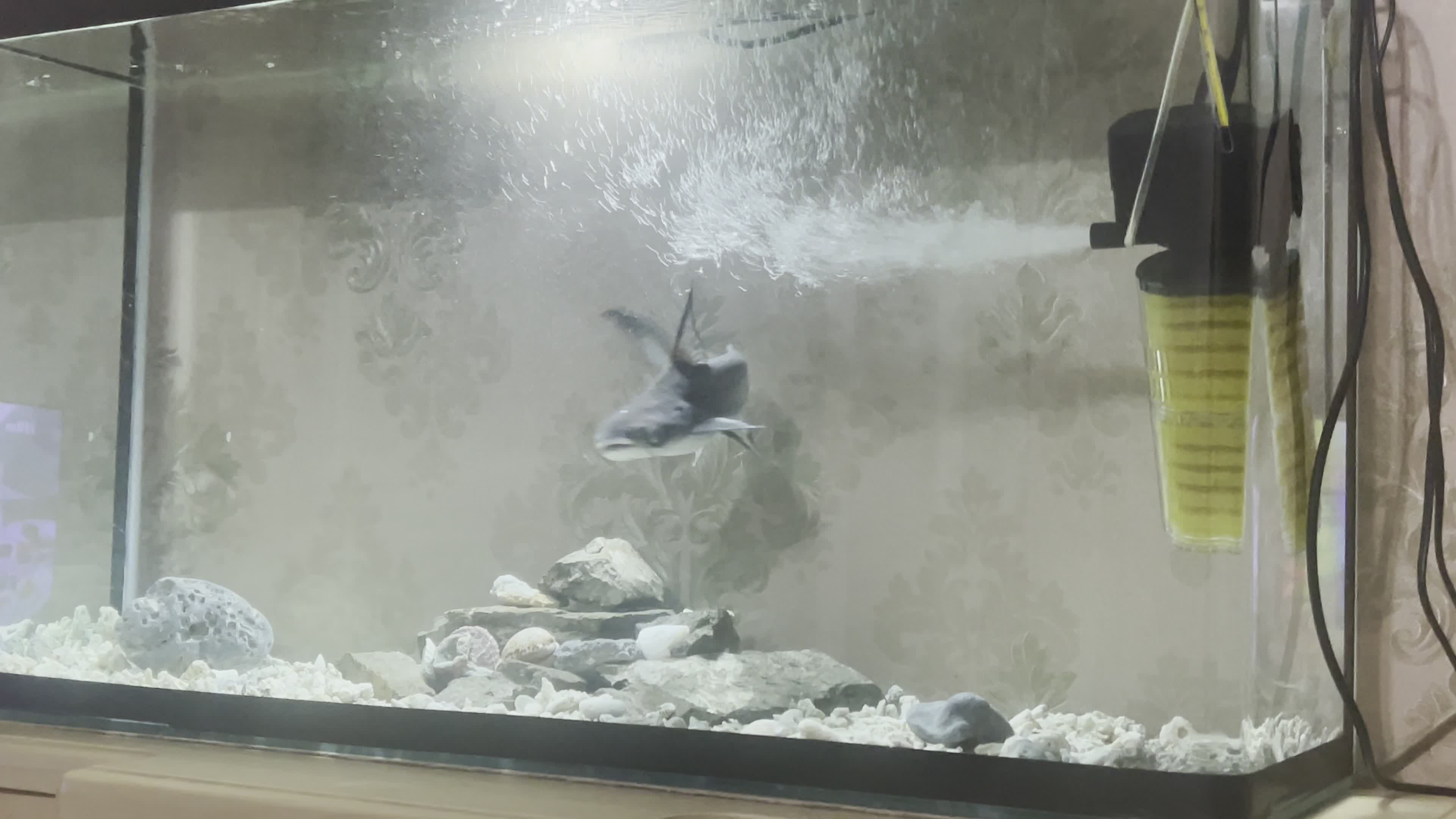 ماهی پنکوسی شکاری|ماهی|پارس‌آباد, |دیوار