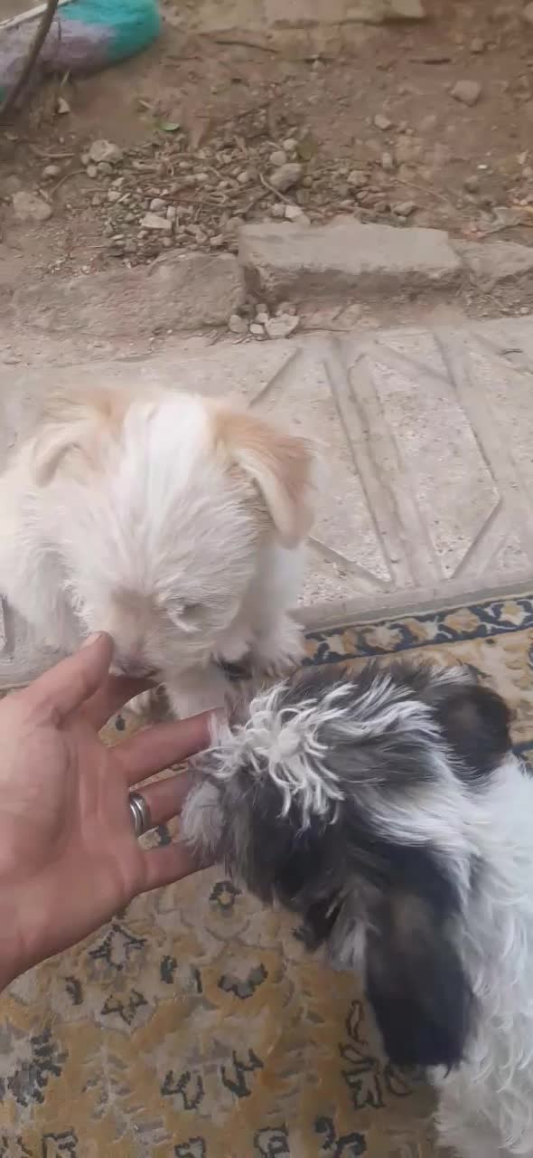 سگ پاکوتاه نژاد پاپیلون|سگ|بجنورد, |دیوار