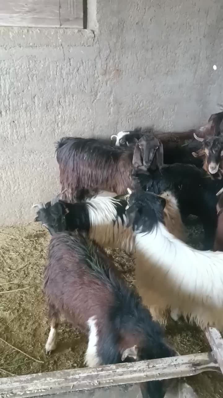 17راس بزغاله نر درجه یک|حیوانات مزرعه|آران و بیدگل, |دیوار