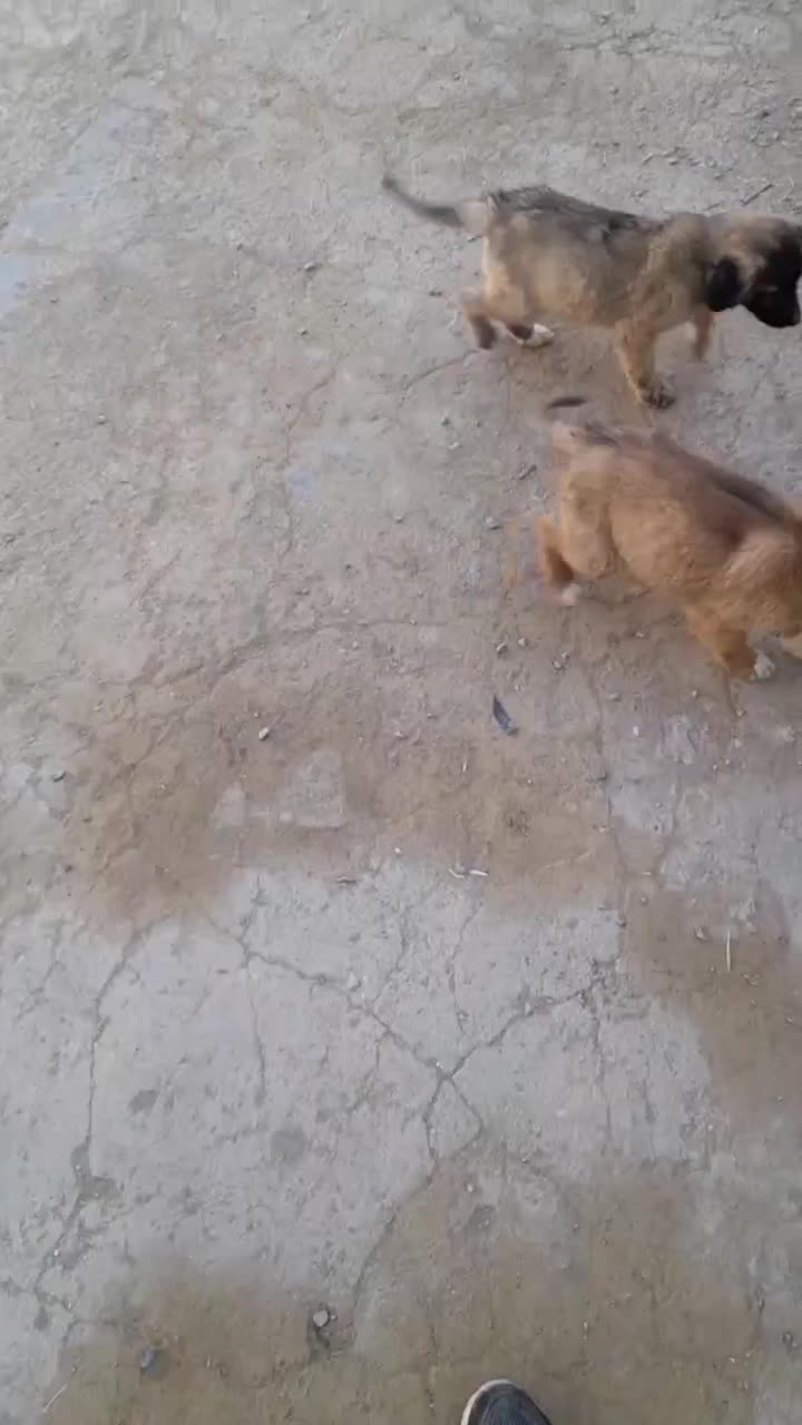 توله سرابی|سگ|شراء, |دیوار