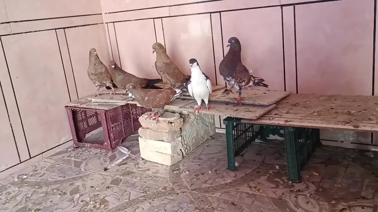 کبوتر|پرنده|سوسنگرد, |دیوار