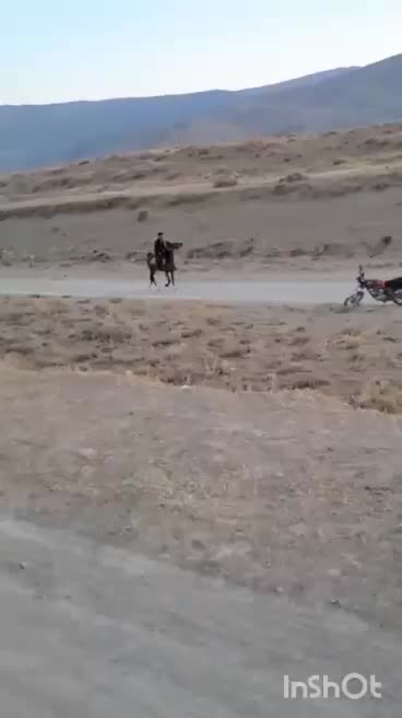 یک عدد مادیون سردم گیر عالی قد بلند به فروش میرسد|اسب و تجهیزات اسبسواری|اقلید, |دیوار