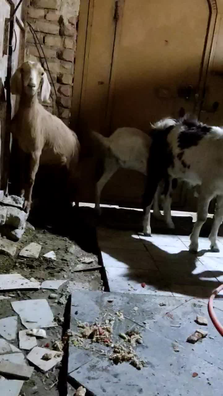 گوسفند|حیوانات مزرعه|سراوان, |دیوار