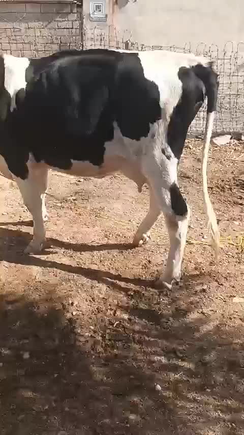 فروش گاو ۲ ساله|حیوانات مزرعه|صالح آباد (ایلام), |دیوار