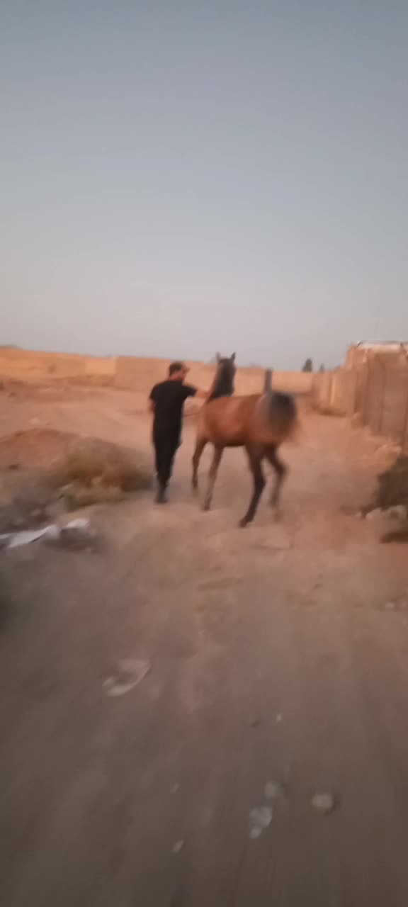 کره مادیان|اسب و تجهیزات اسبسواری|سیرجان, |دیوار