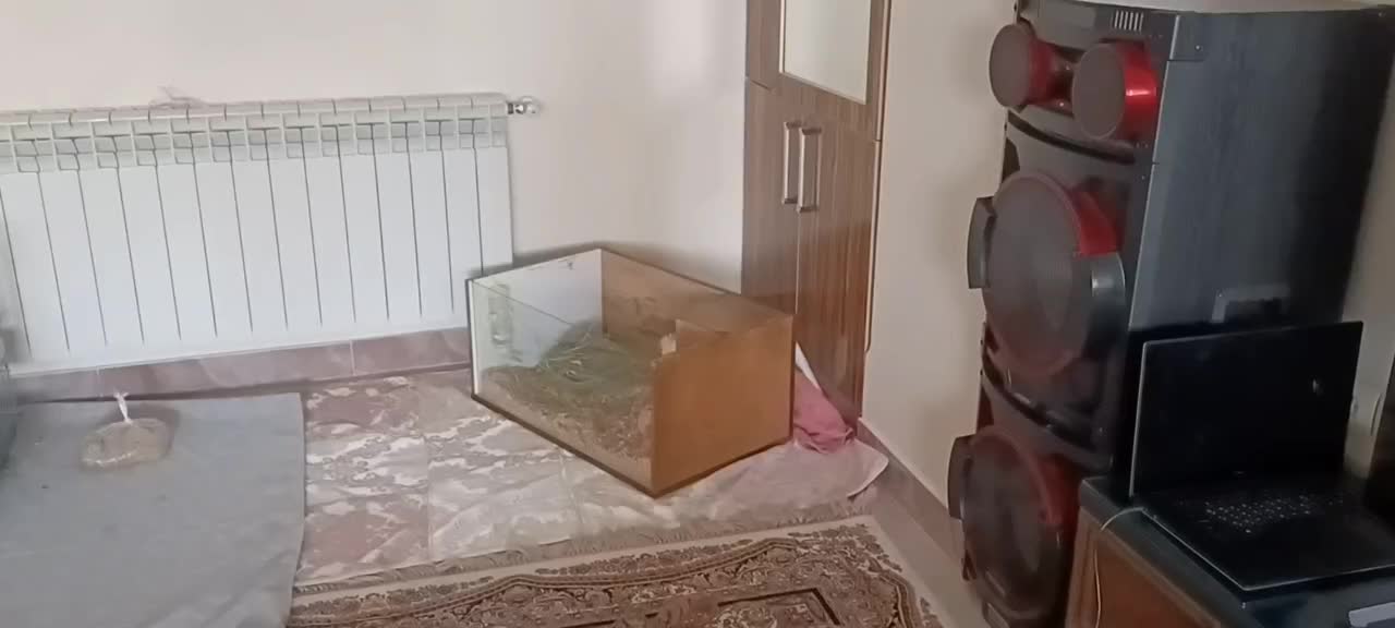 خوکچه هندی نژاد فشن|موش و خرگوش|کرج, مصباح|دیوار