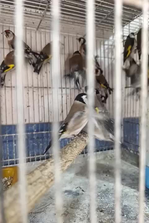 سهره نر|پرنده|اصفهان, مارچین|دیوار