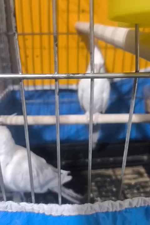 عروس هلندی|پرنده|مهریز, |دیوار