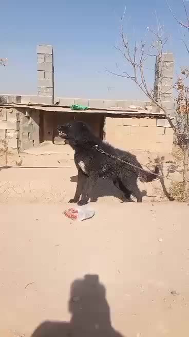 سگ قهدریجانی|سگ|برخوار, |دیوار