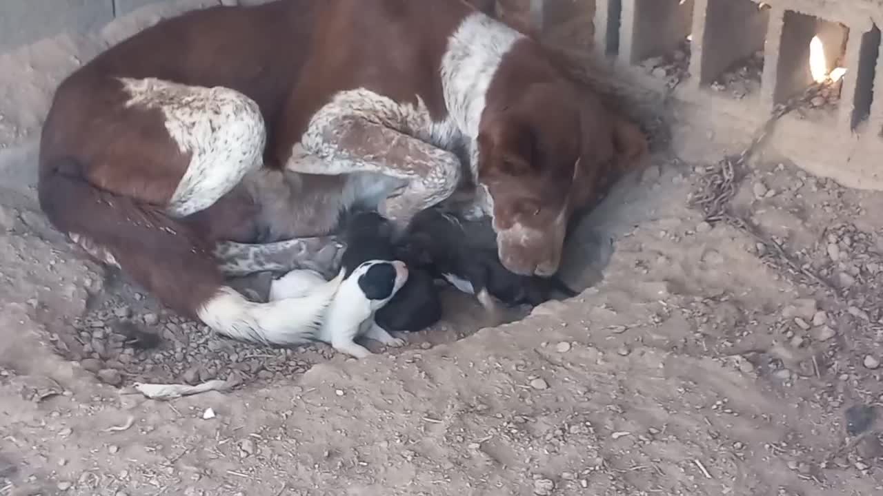 واگزاری سگ ماده|سگ|رودشت (اصفهان), |دیوار